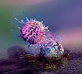 Natural killer cell attacking a cancer cell, illustration