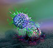 Natural killer cell attacking a cancer cell, illustration