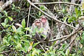 Bonnet macaques