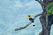 Great hornbill