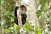 Lion tailed macaque