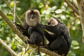 Lion tailed macaques grooming