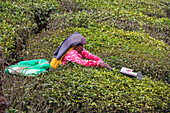 Worker on a tea plantation, Valparai, Tamil Nadu, India