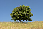 Carob tree growing in Greece.
