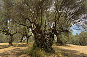 Ancient olive tree, Sparta.