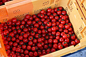 Hydroponic tomatoes grown in Fukushima, Japan