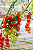 Hydroponic tomatoes growing in Fukushima, Japan