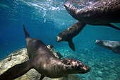 California sea lions swimming
