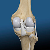 Human knee, illustration