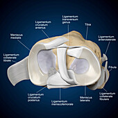 Cross-section of a human knee joint, illustration