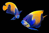 Blue-girdled angelfish
