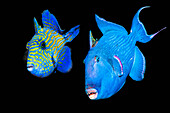 Adult and juvenile blue triggerfish