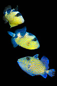 Juvenile blue triggerfish