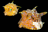 Adult and juvenile thornback cowfish