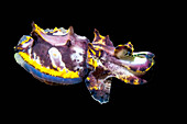 Juvenile Pfeffer's flamboyant cuttlefish