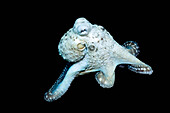 Big blue octopus