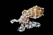 Blue-ringed octopus