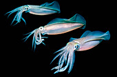 Bigfin reef squid