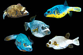 Blackspotted puffer colour variation, composite image