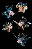 Red lionfish, composite image
