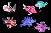 Scorpionfish, composite image