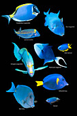 Blue tropical reef fish, composite image