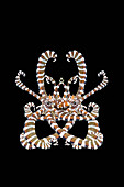 Wunderpus octopus