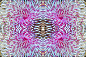 Feather duster worm, abstract image