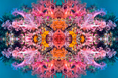 Featherstar on coral, abstract image