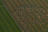 Herd of cows grazing in pastures, aerial photograph