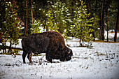 America bison in snow in Yellowstone National Park, USA