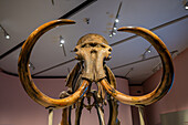 Woolly mammoth found in Western Siberia