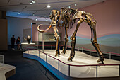 Woolly mammoth found in Western Siberia