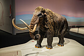 Woolly mammoth exhibition