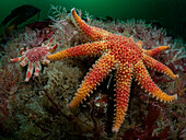Two large common sunstars on a bed of seaweed
