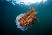 Lion's mane jellyfish underwater at Inverclyde, Scotland