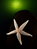 Common starfish on kelp