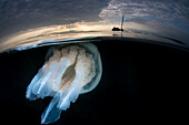 Barrel jellyfish and the wreck of a steam ship