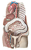 Lymphatics of the trunk, illustration