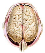 Human brain, illustration