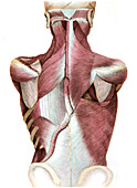 Back muscles, illustration