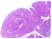 Human pancreas, light micrograph