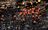 Slime mould