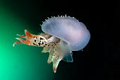 Tethys fimbria nudibranch
