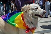 Dog wearing a rainbow flag cape at a pride parade