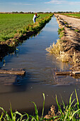 Flood Irrigation of Farm Field