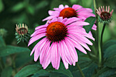 Purple coneflowers (Echinacea purpurea)