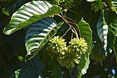 Happy tree (Camptotheca acuminata) with fruits