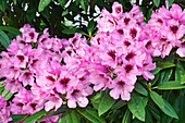 Kabarett rhododendron (Rhododendron 'Kabarett') in blossom