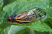 Adult pharaoh cicada